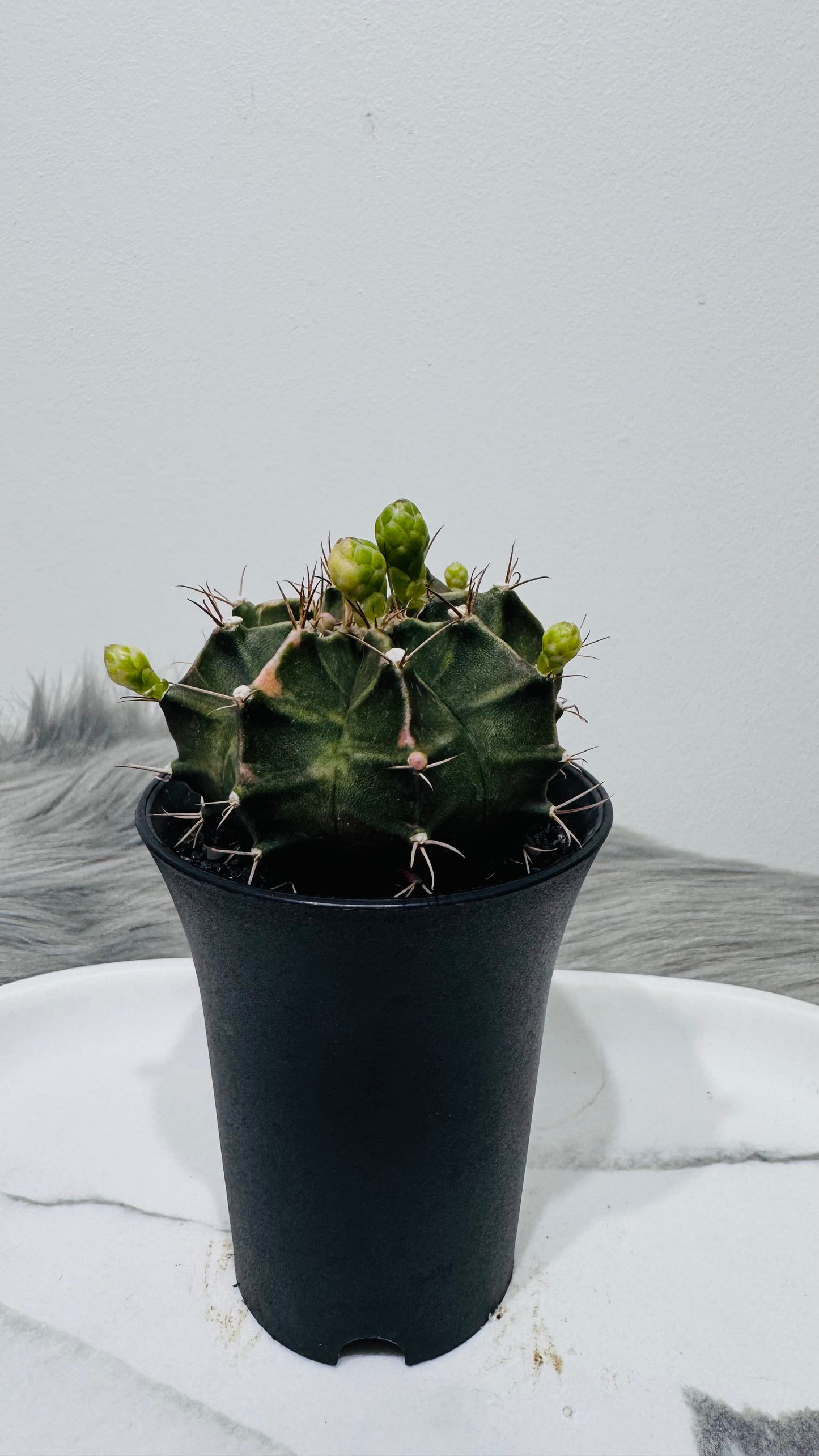 Gymnocalycium mihanovichii variegata