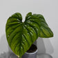 Philodendron Sp Colombia