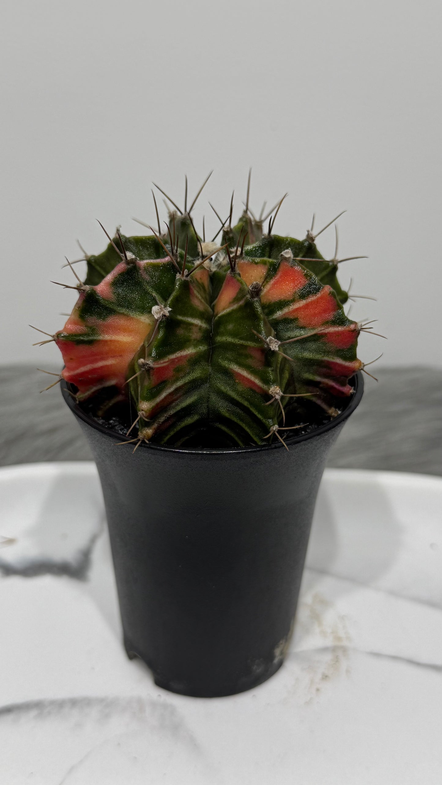 Gymnocalycium mihanovichii variegata