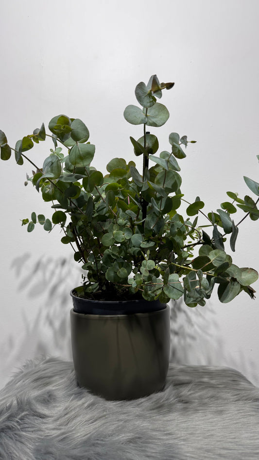 Eucalyptus Cinerea