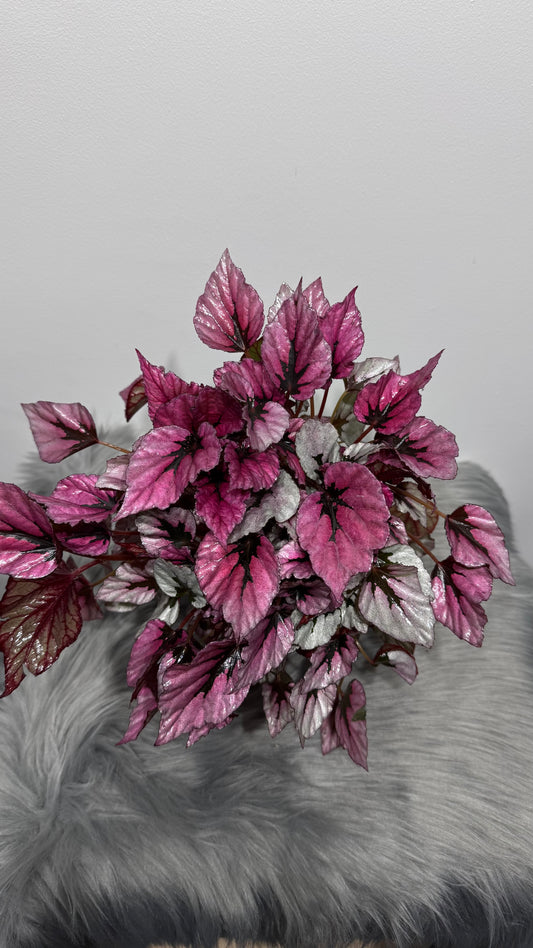Begonia Beleaf 2