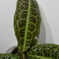 Labisia Obtusifolia Kura