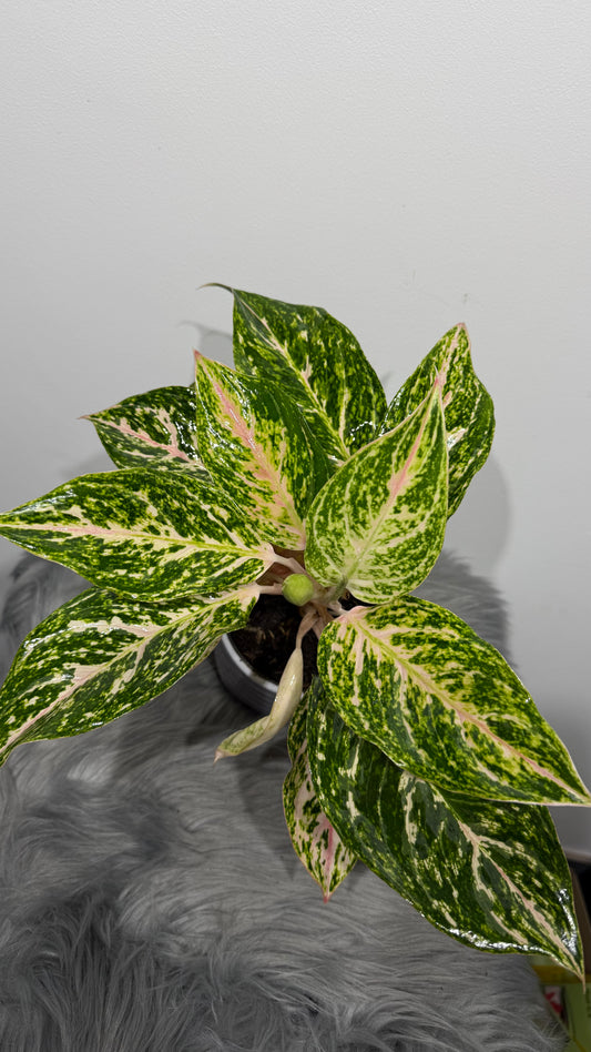 Aglaonema 9