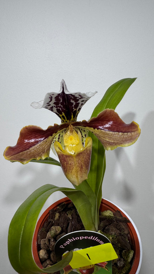 Orhideja Paphiopedilum Amerika 1