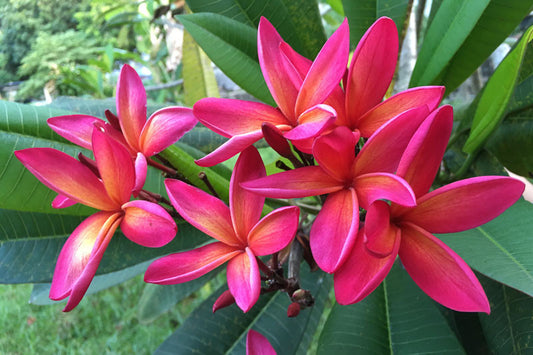 Plumeria Rubra Hawaiian - www.augi-plants.lv