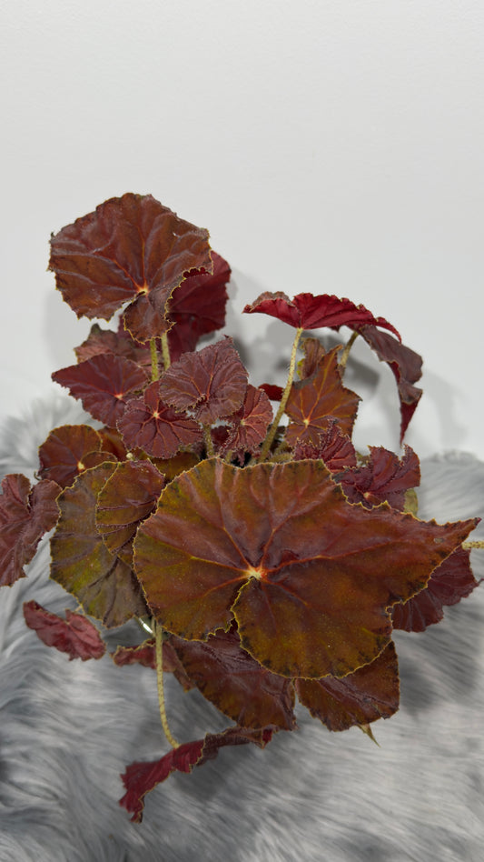 Begonia Beleaf 8
