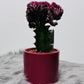 Euphorbia Cristata