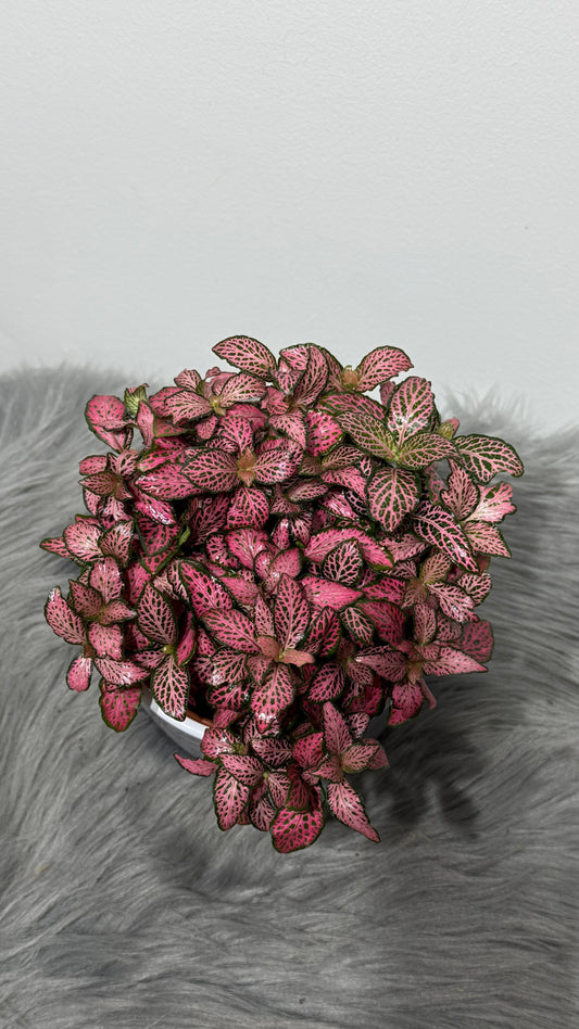 Fittonia 3