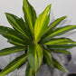 Cordyline 2