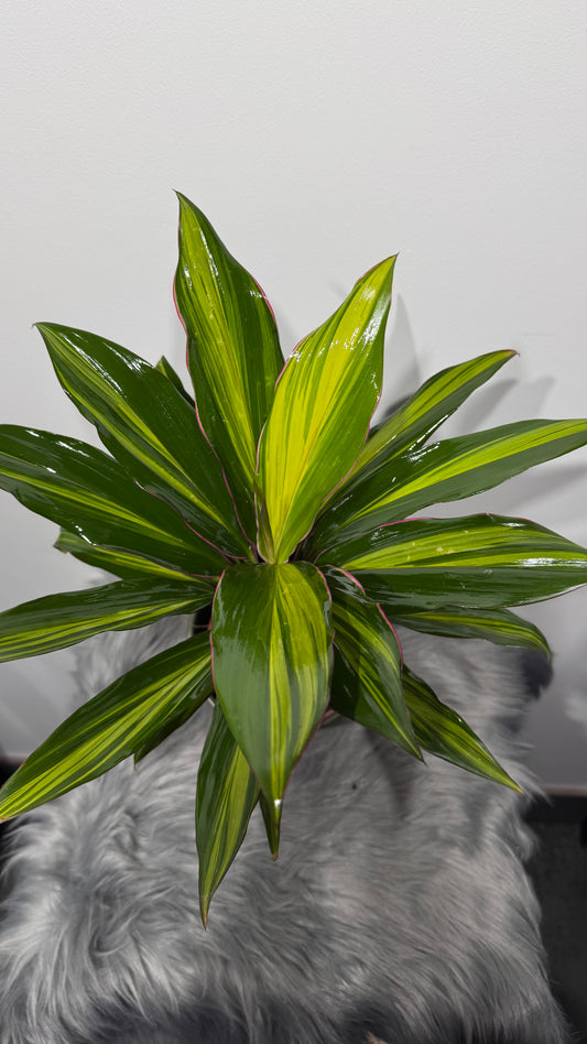 Cordyline 2