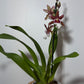 Orhideja Cambria 11 SMARŽO! - www.augi-plants.lv