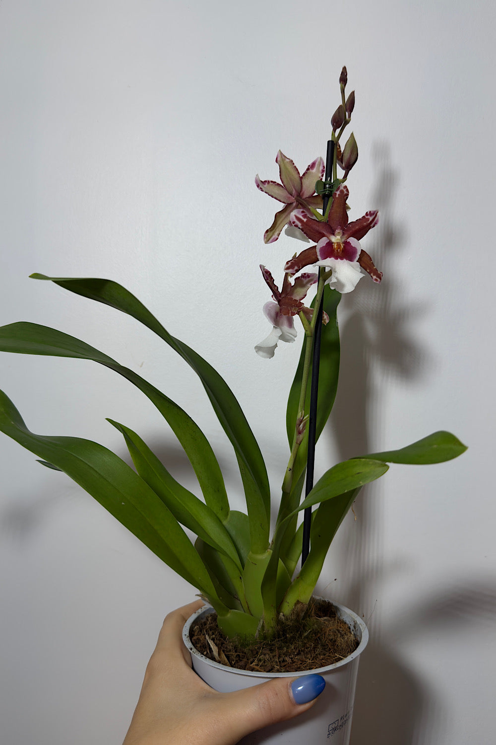 Orhideja Cambria 11 SMARŽO! - www.augi-plants.lv
