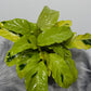 Calathea Fusion Yellow