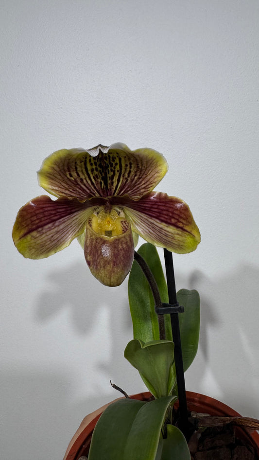 Orhideja Paphiopedilum Amerika 2