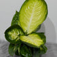 Dieffenbachia Short Yellow