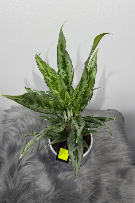 Aglaonema 1