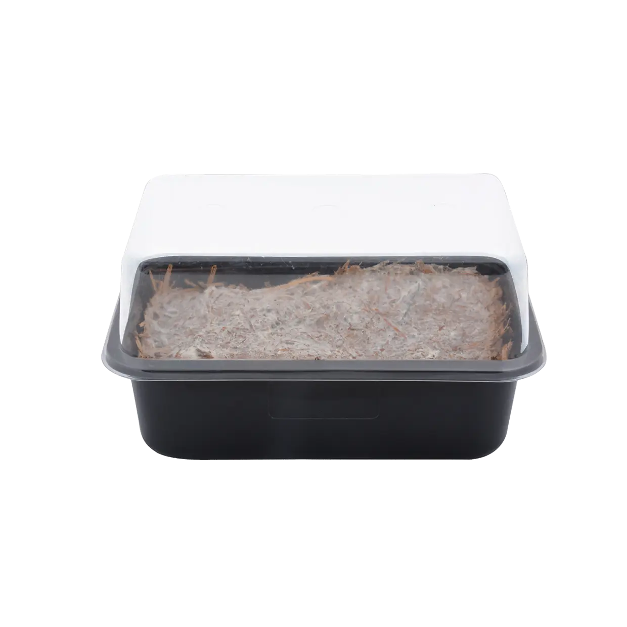 Mushroom Growing Kit