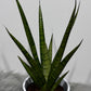 Sansevieria 2