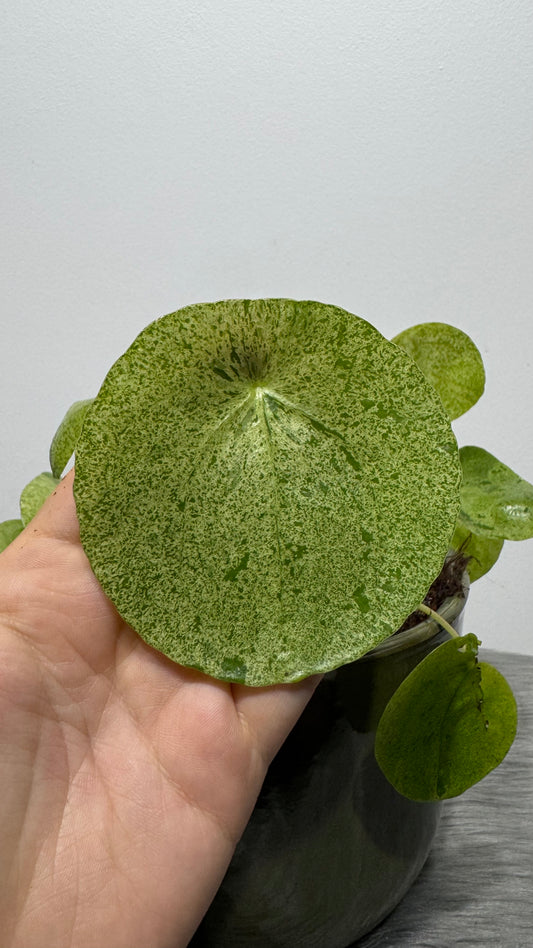 Pilea Mojito