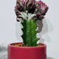 Euphorbia Cristata