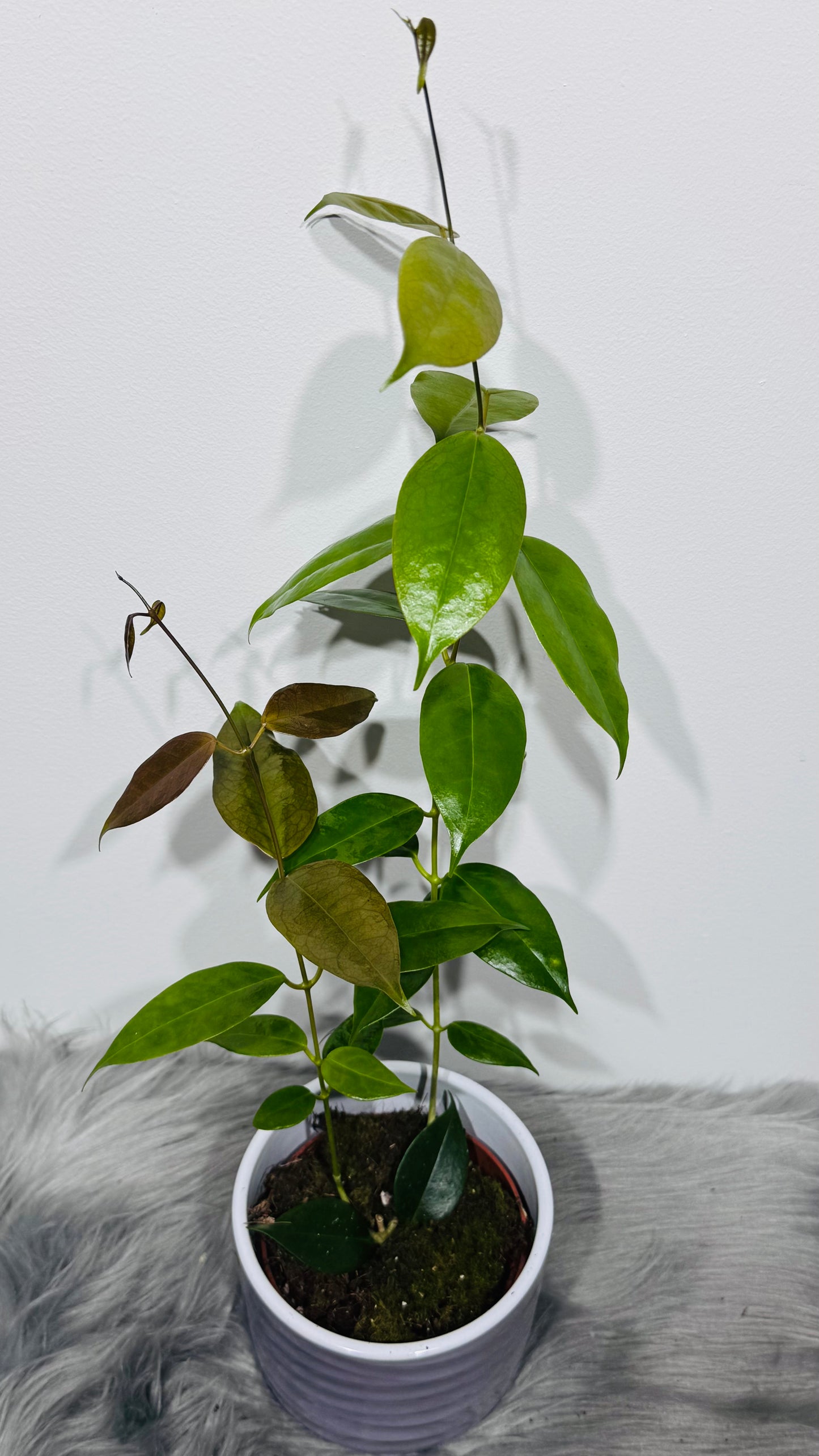Hoya paziae