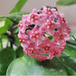 Hoya carnosa Stardust
