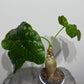 Jatropha Podagrica