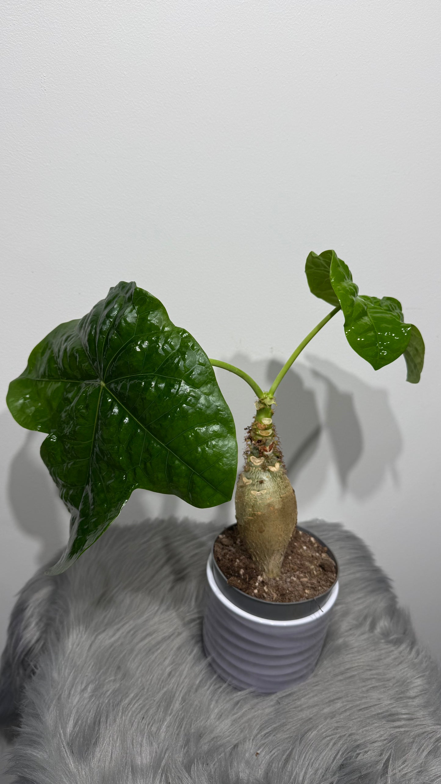 Jatropha Podagrica