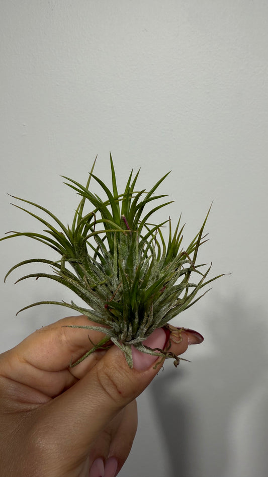 Tillandsia Air plant 3