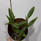 Orhideja Epidendrum 4 - www.augi-plants.lv