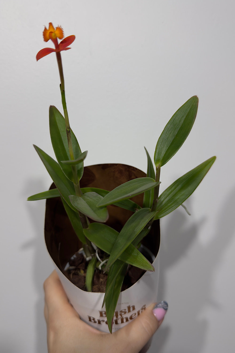 Orhideja Epidendrum 4 - www.augi-plants.lv