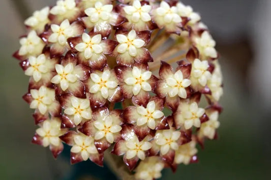 Hoya clemensiorum sumatra