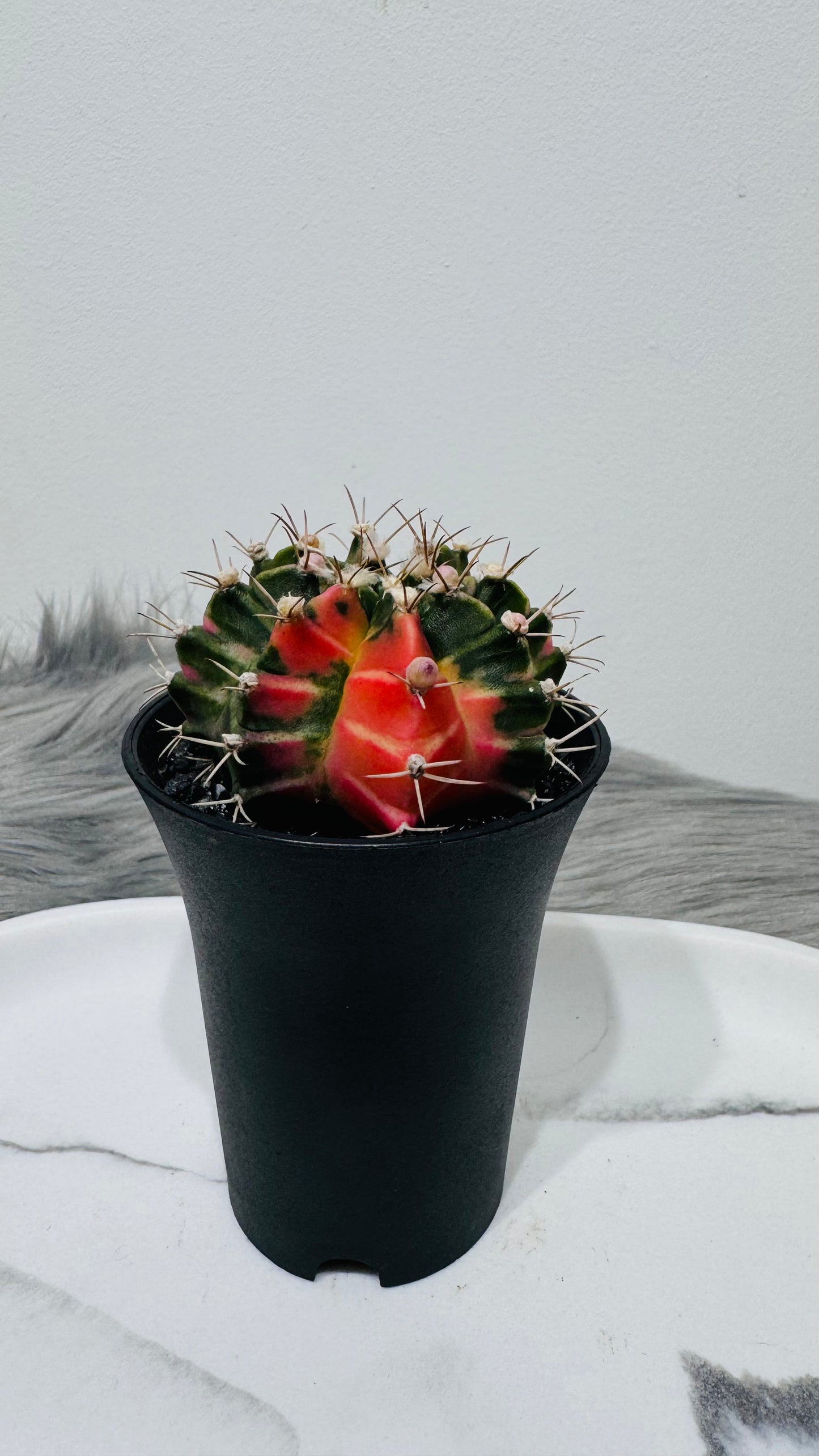 Gymnocalycium mihanovichii variegata