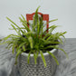 Mušķērājs Drosera - www.augi-plants.lv