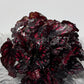 Begonia Rex 1