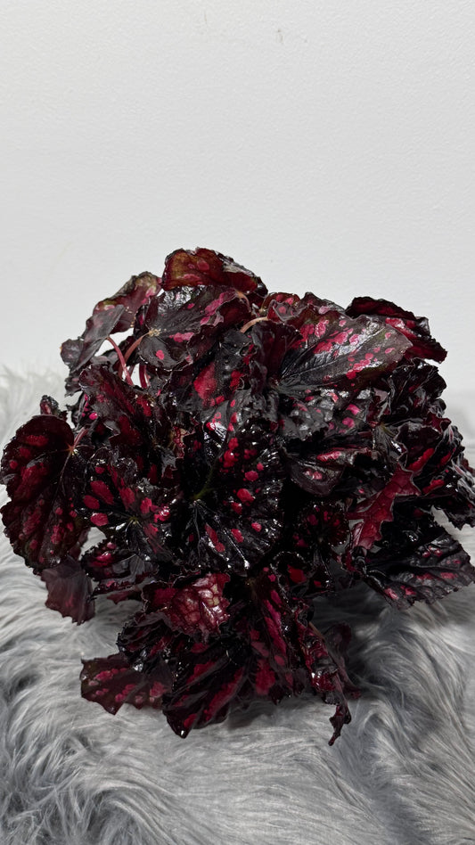 Begonia Rex 1