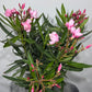 Oleander
