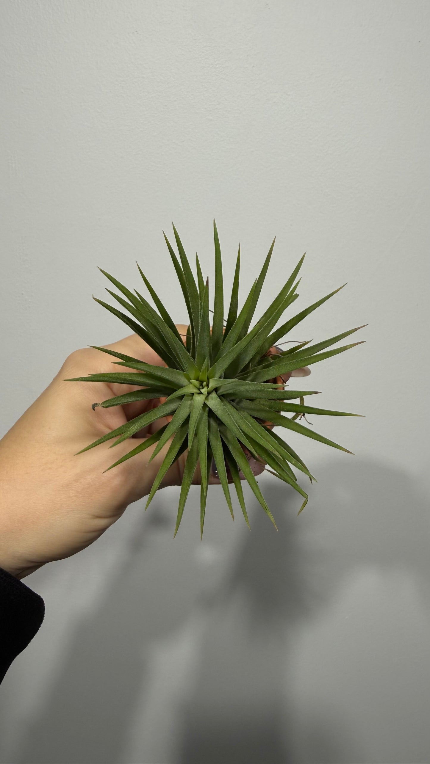 Tillandsia Air plant 6