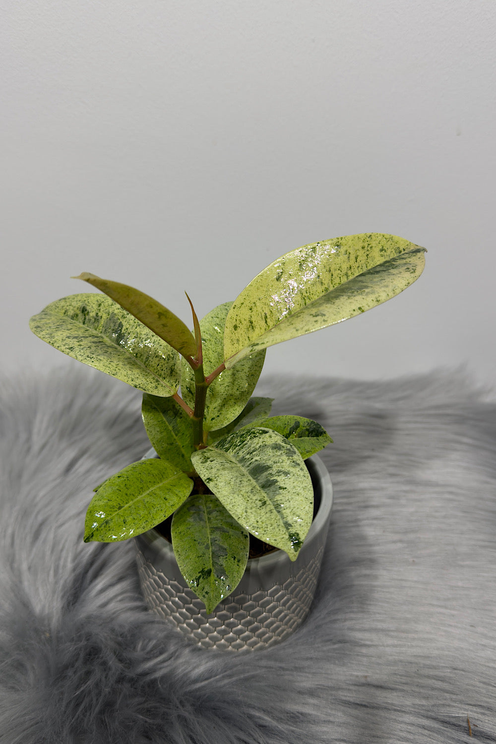 Ficus Schrijveriana