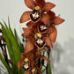 Cymbidium 3
