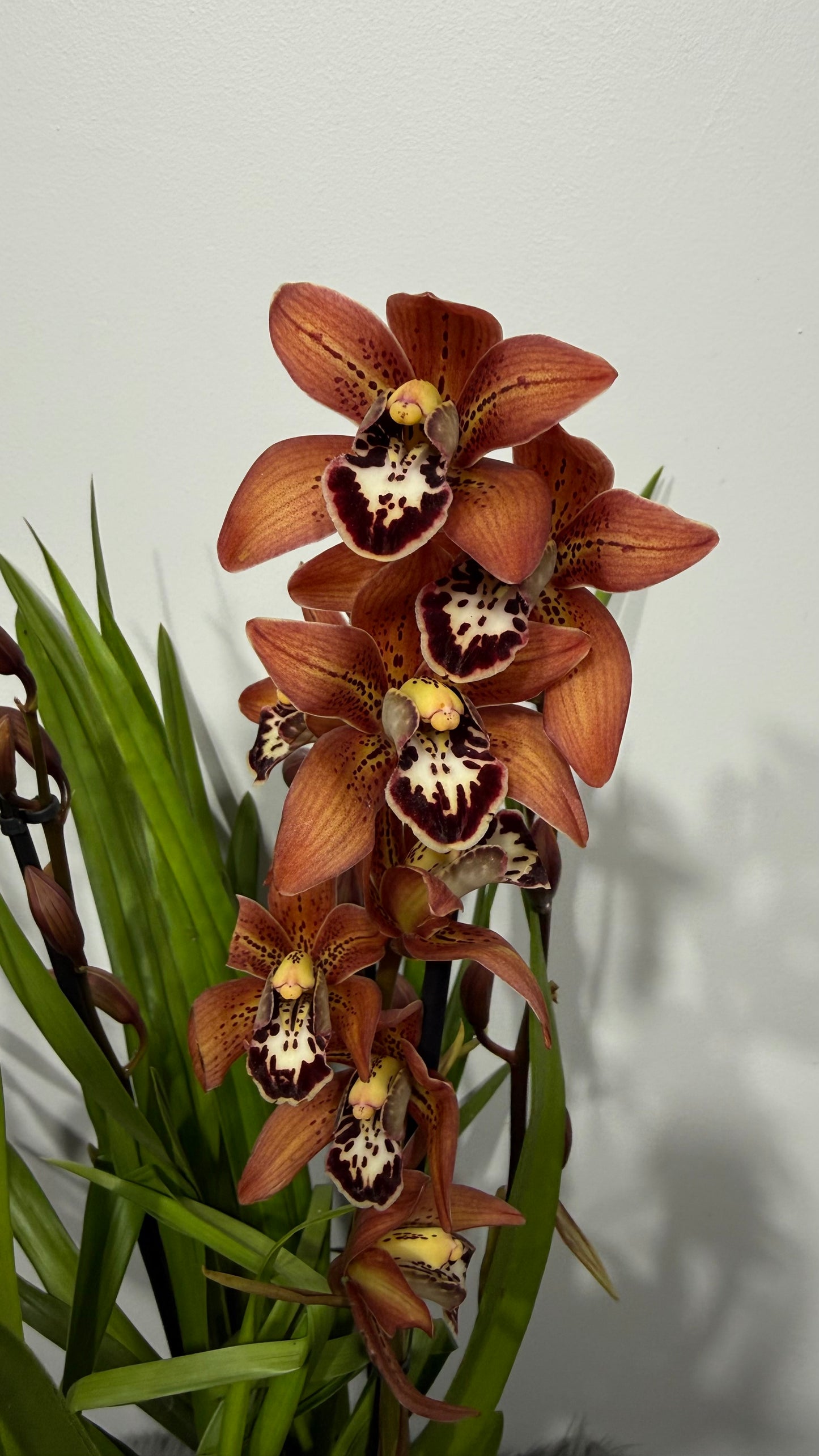 Cymbidium 3