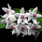Hoya paziae