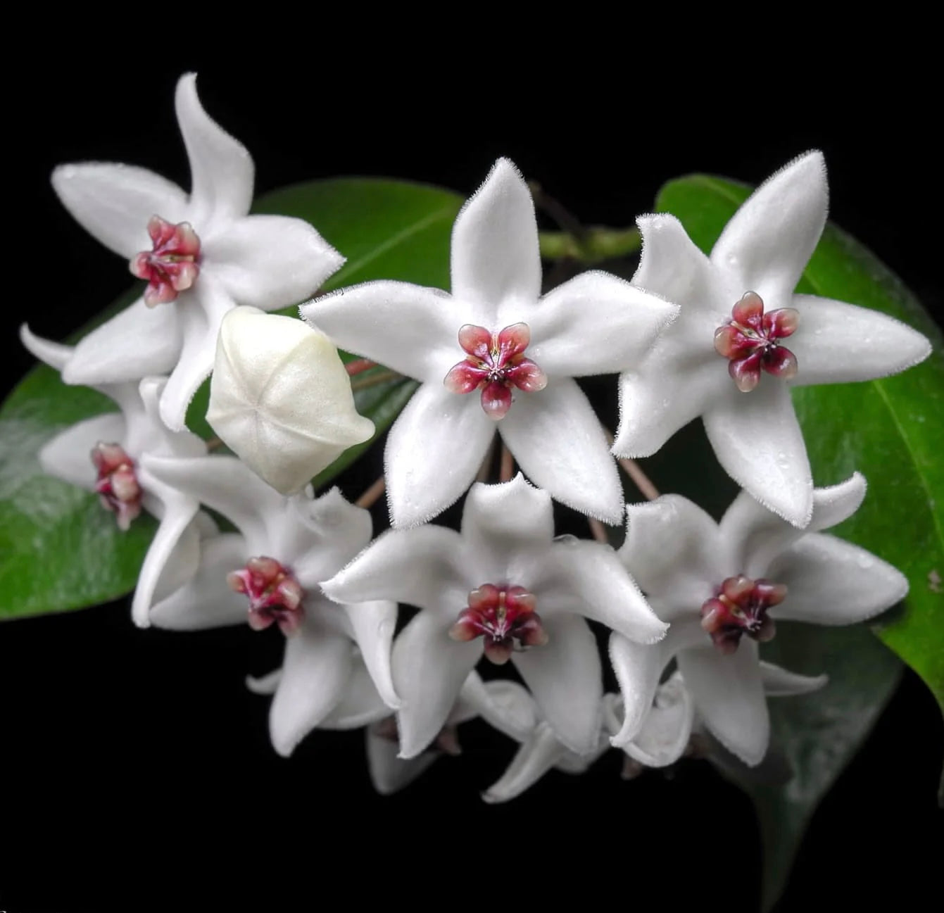 Hoya paziae