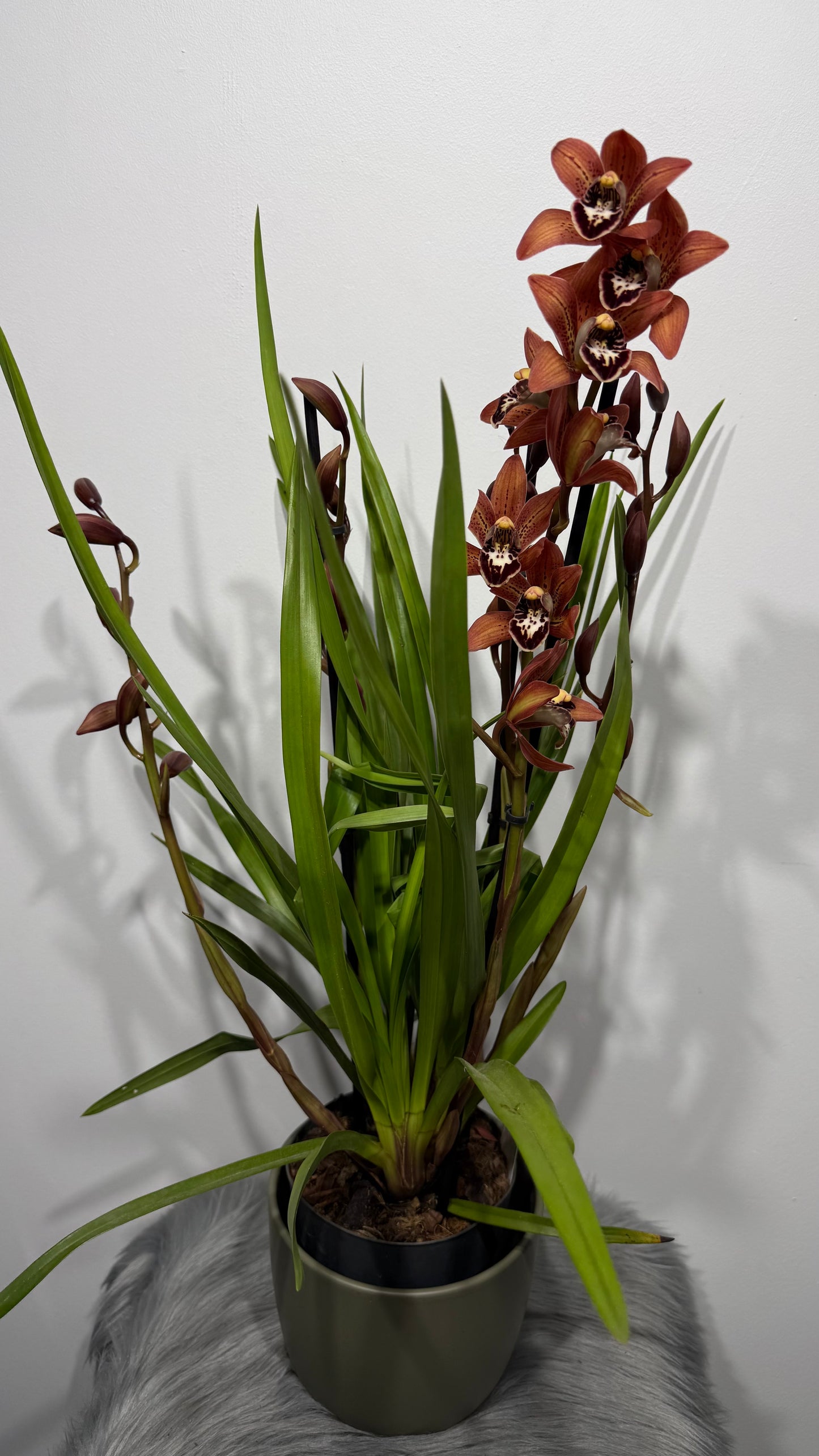 Cymbidium 3
