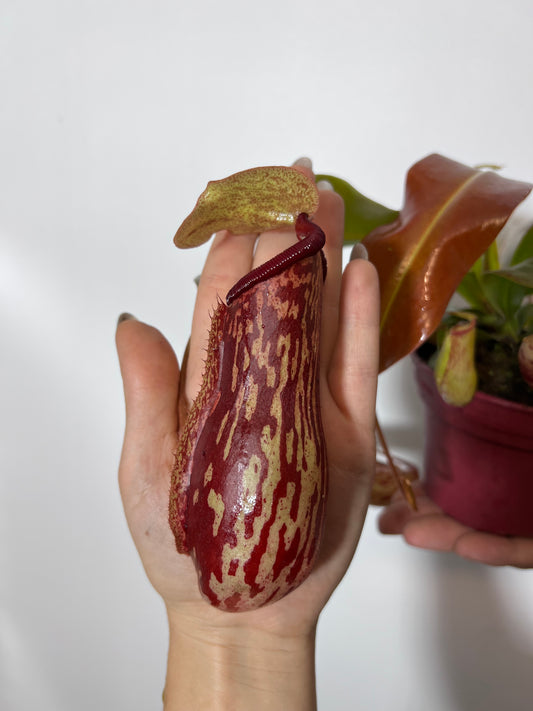 Mušķērājs Nepenthes 'Gaya'