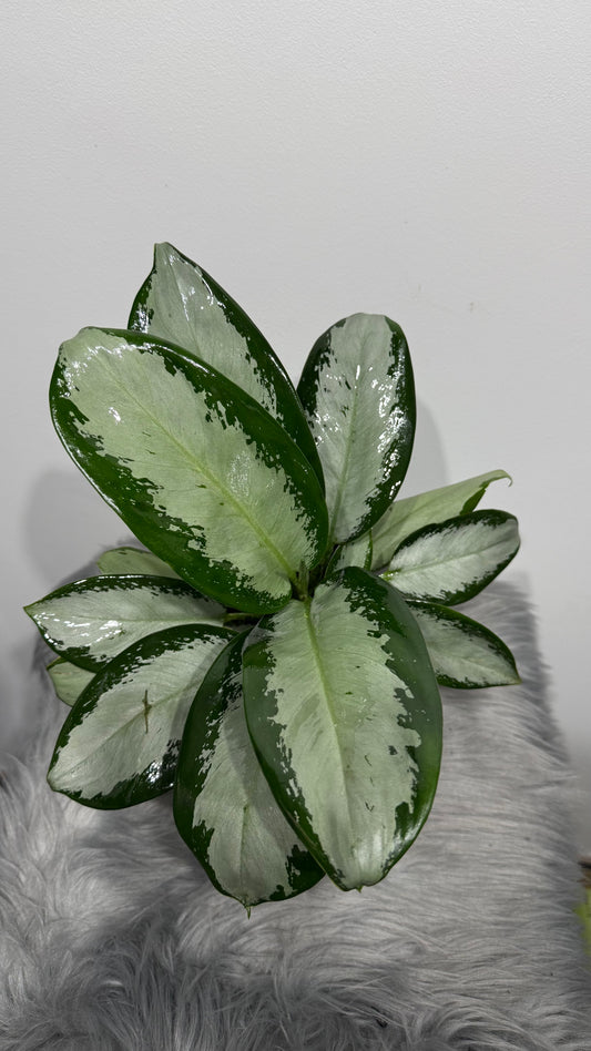 Aglaonema 11