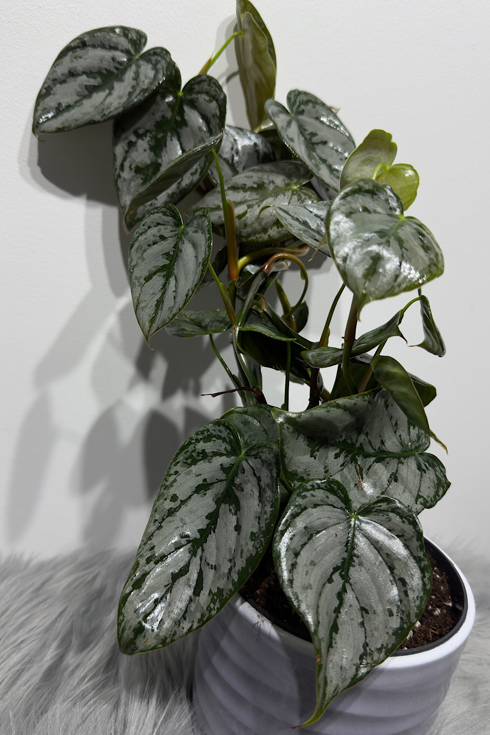 Philodendron Brandtianum