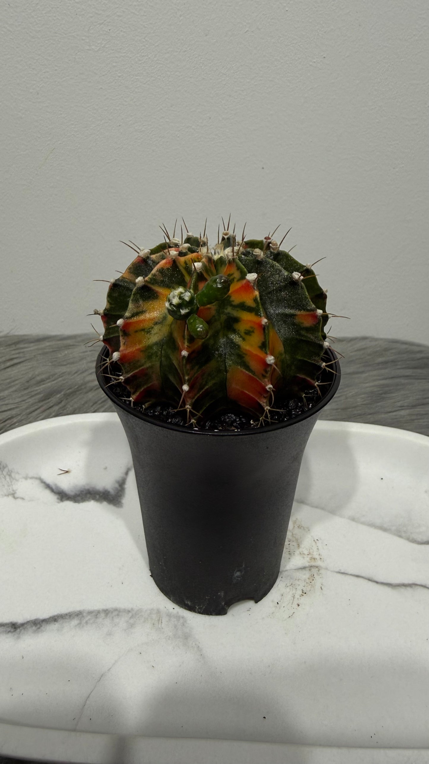 Gymnocalycium mihanovichii variegata