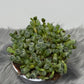 Fenestraria