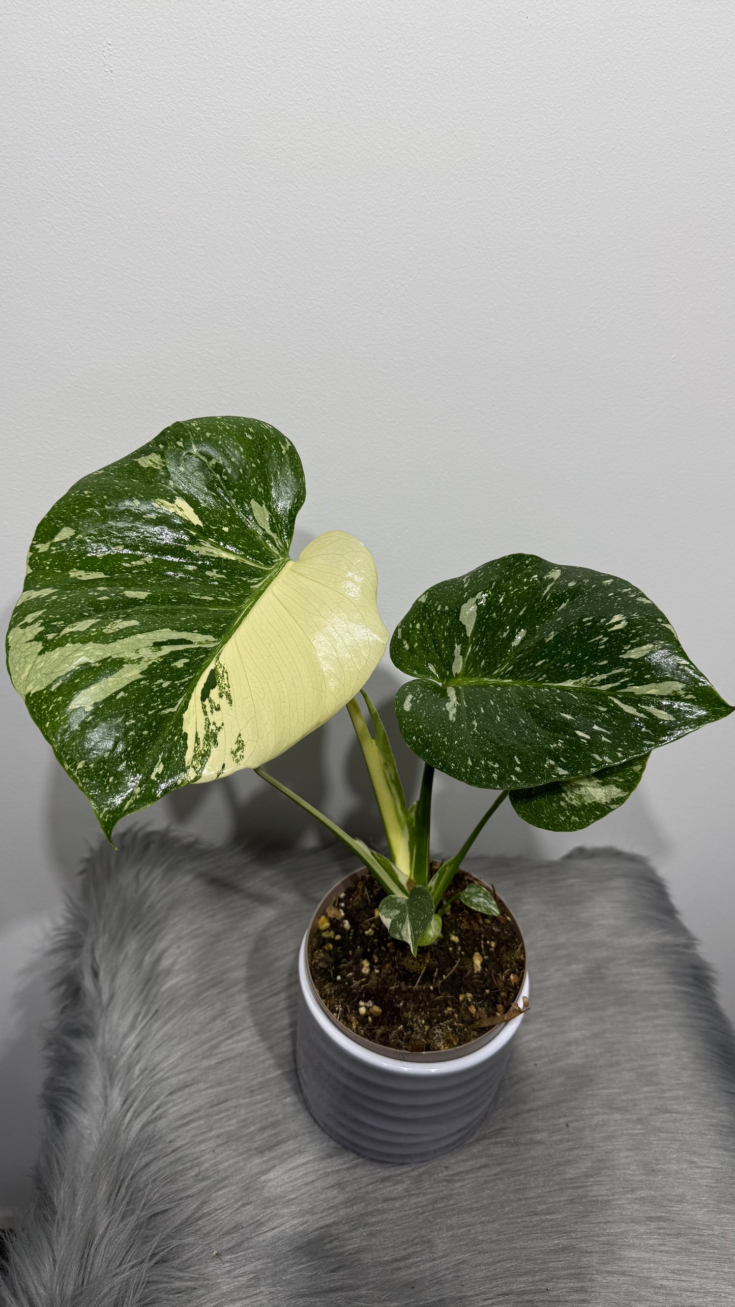 Monstera Thai Constellation